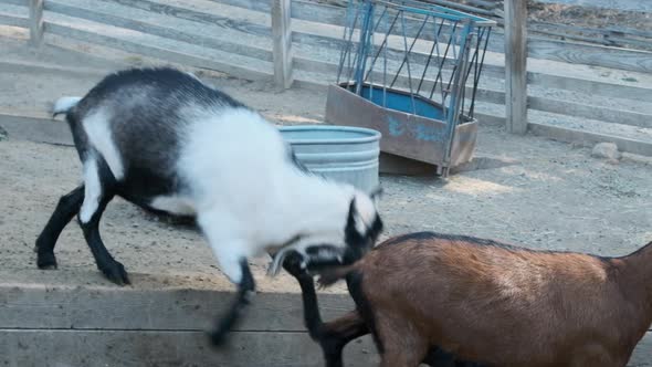 Slow motion wide shot as a goat smashes its head into the rear of another goat.