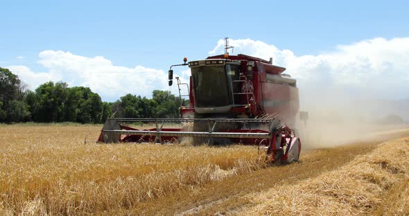 Combine harvester working on a barley field on sunny summer day