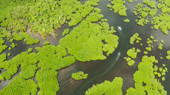 Aerial View of Mangrove Forest and River