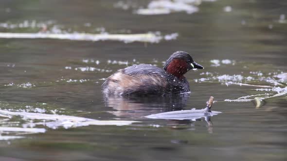 Little Grebe or Dabchick, Tachybaptus ruficollis  in winter plumage, diving for food. British Isles.