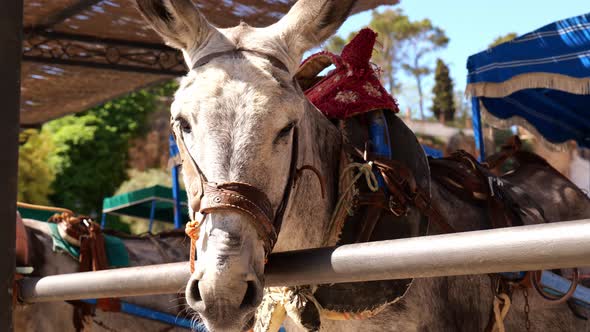 Sunlight Hitting Face Of Donkey Taxi Mijas, Village Of Malaga. Costa Del Sol. Andalusia, Spain