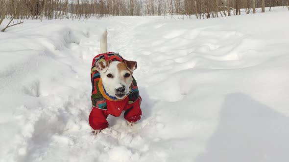 Cheerful dog Jack Russell in overalls shakes off the snow, close-up