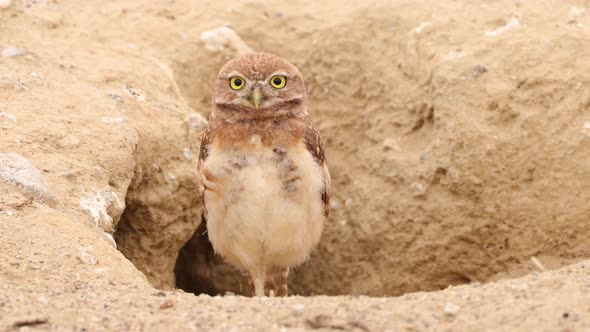 Burrowing Owl in the Desert
