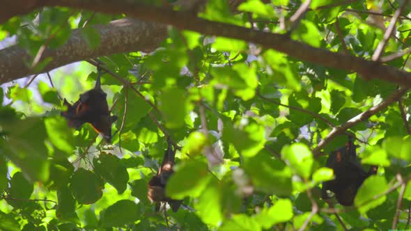 Flying Foxes Hanging on a Tree Branch and Washing Up