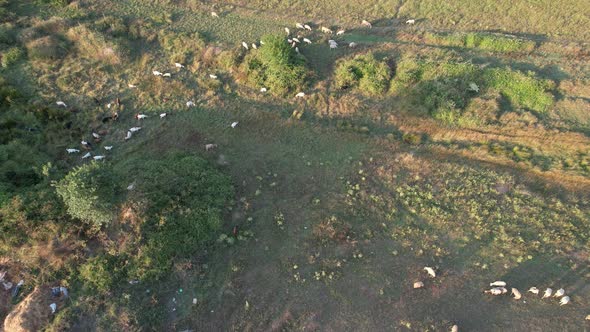 Aerial Sheep Grazing