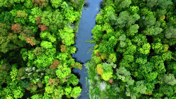 Flying above green forest and river in autumn