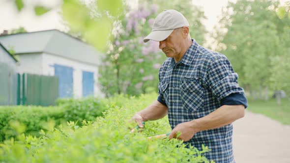 Gardener Cutting Ornamental Bushes with Scissors Near Private Yard