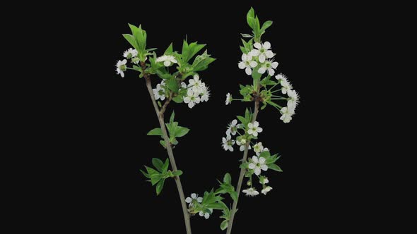 Time-lapse of blooming cherry tree branch