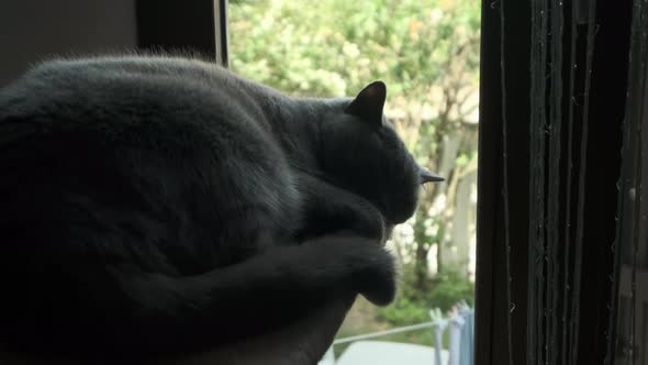 Sleeping Grey Cat Near the Window