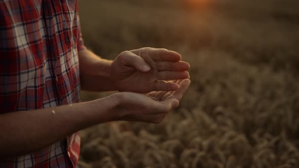 Farmer Pour Wheat Grain at Golden Sunset Closeup