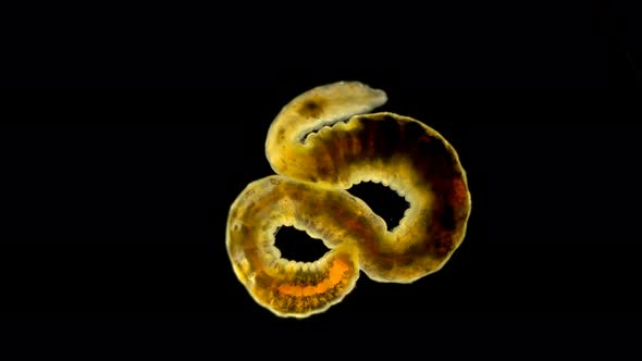 Worm of the Lumbriculidae Family Under a Microscope, Class Clitellata, Oligochaeta