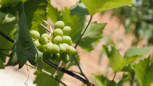 Grapevines with young fruit close-up 4K video