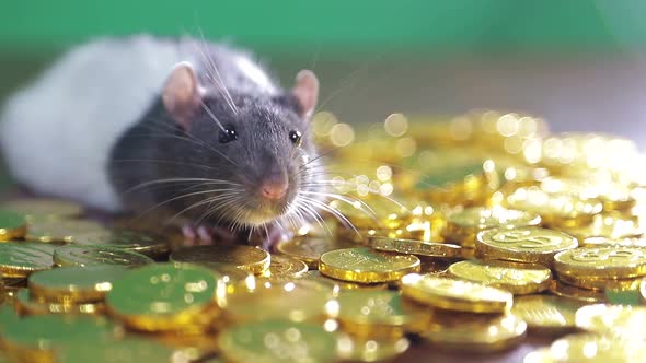 The Rat Bathes in Gold Coins