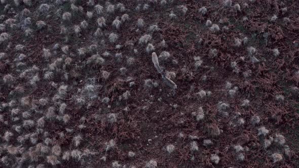 Aerial drone shot of Red Deer fighting with antlers