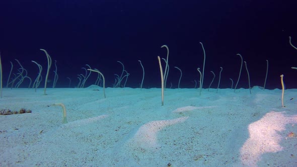 Underwater Beautiful Garden Eels