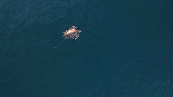 High drone view looking down at a large sea turtle resting on the surface of the water breathing in