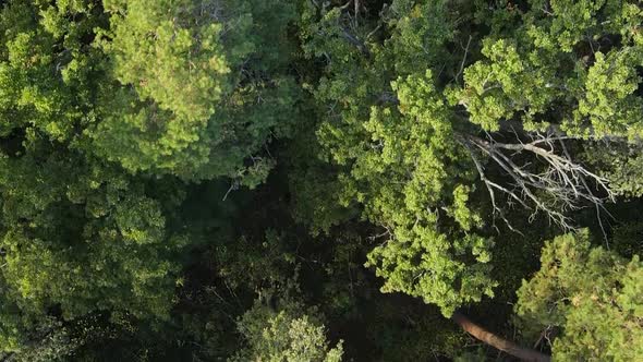 Vertical Video Aerial View of Trees in the Forest