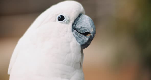 Close up of White Cockatoo taking out its tongue,shallow depth of field.BMPCC 4K