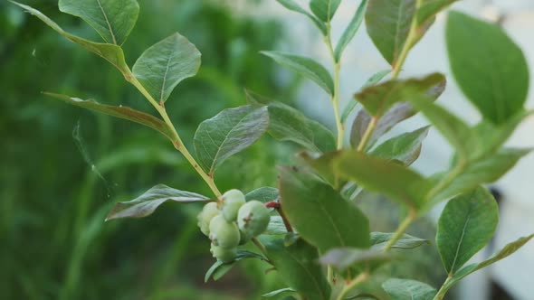 Blueberries Plant Unripe Green Berries Ripple on the Wind