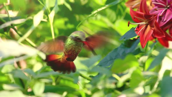  Humming Bird and Flower