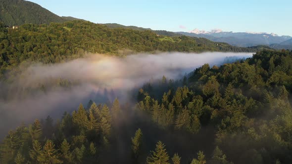 Forest Fog Landscape