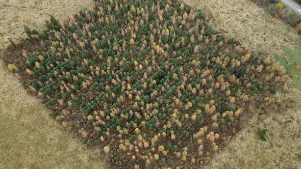 Flying Over a Bright Autumn Forest and Field