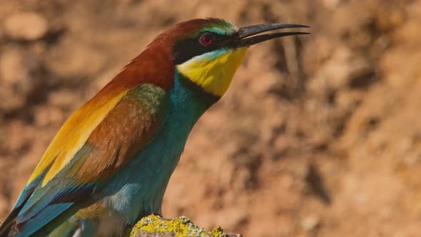 European Beeeater or Merops Apiaster