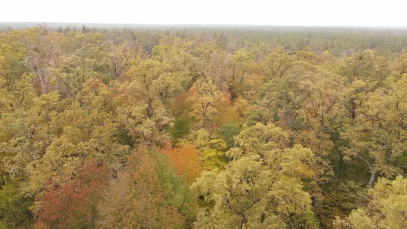 Autumn Forest Landscape with Trees By Day