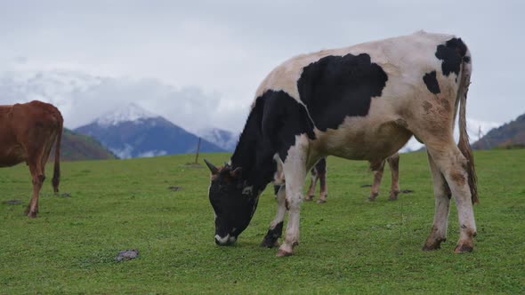 Herd of cows grazing in the mountains