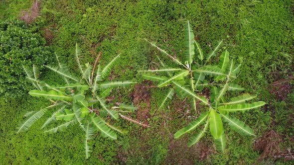 Aerial descending look down green banana trees