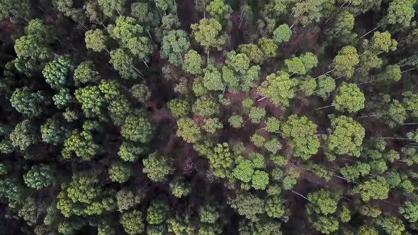 A flight over a gum tree forest in South Africa
