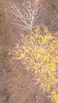 Vertical Video of Forest Landscape in Autumn Slow Motion