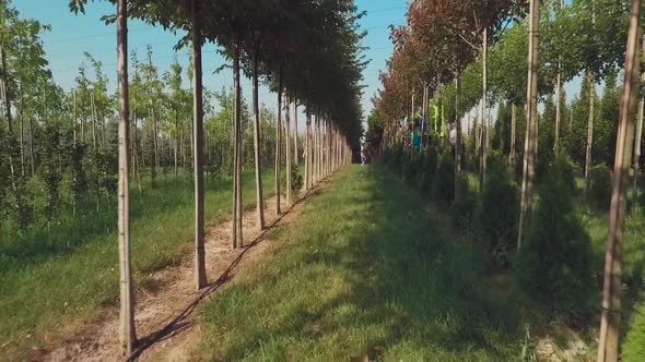 Workers Take Care of Trees in Modern Garden