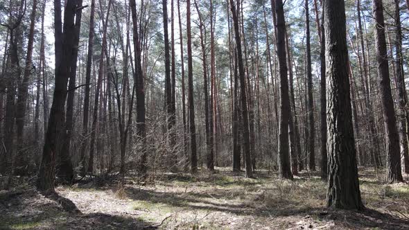 Trees in a Pine Forest During the Day Aerial View