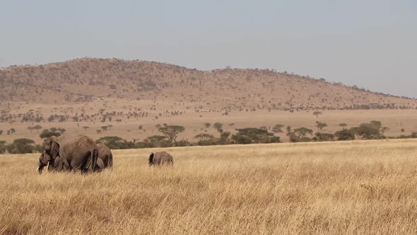 African Elephants Walking Through Serengeti with Room For Text