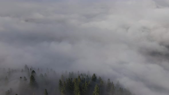 Aerial Footage of Spruce Forest Trees on Mountain Hills at Misty Day