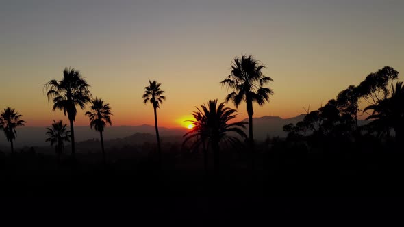 Aerial shot of a row of palm trees at Sunset