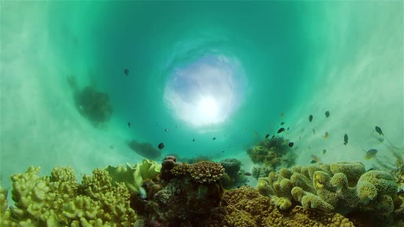 Coral Reef and Tropical Fish Underwater