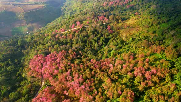 The beautiful pink flowers of the Prunus cerasoides in the forests of Thailand.