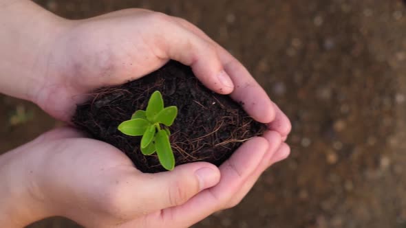 Top View Hands Holding A Young Plant 