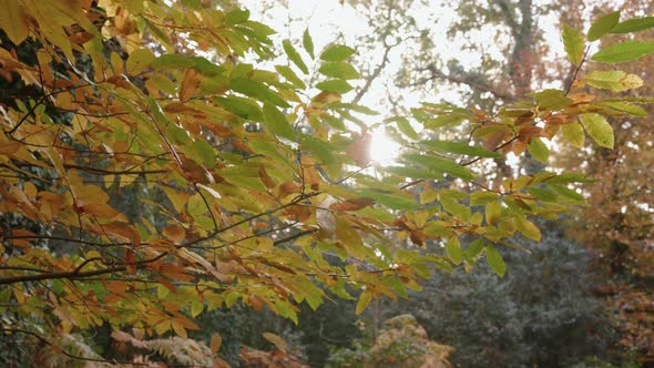 Autumn / Fall Sunlight Breaks Through Trees As Camera Pans Around Branch