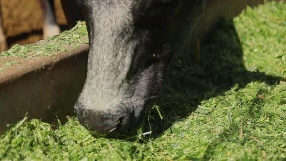 Closeup of Black Dairy Cow Mouth Feeding on Freshly Cut Grass from Trough,  Slow Motion