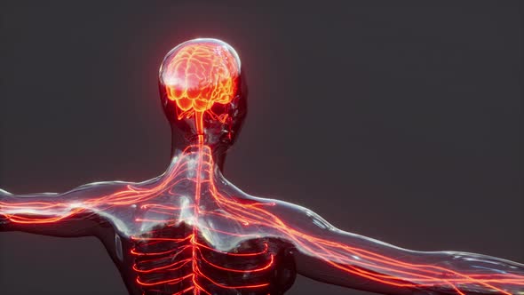 Spinal Cord Nerve Energy Impulses Into Brain