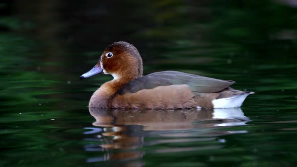 Close up shot of a cute female Rosy-Billed Pochard swimming slowly on the water