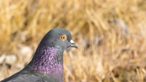 Close Up Portrait of Rock Dove Rock Pigeon or Common Pigeon with Iridescent Feathers on Neck