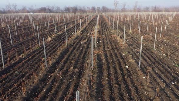 Flying Over a Young Vineyard in Winter