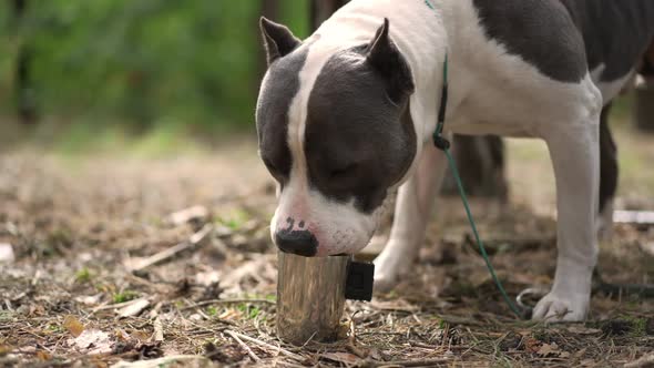 Portrait of Dog Drinking Water From Steel Mug Standing in Sunny Forest Outdoors