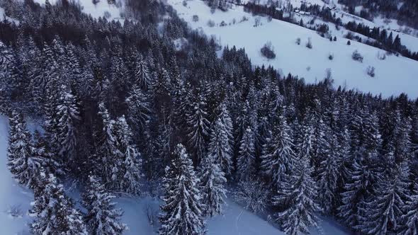 Flying Over the Snow Trees