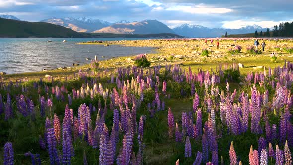 Beautiful Lupin Field at Lake Tekapo, New Zealand in Summer