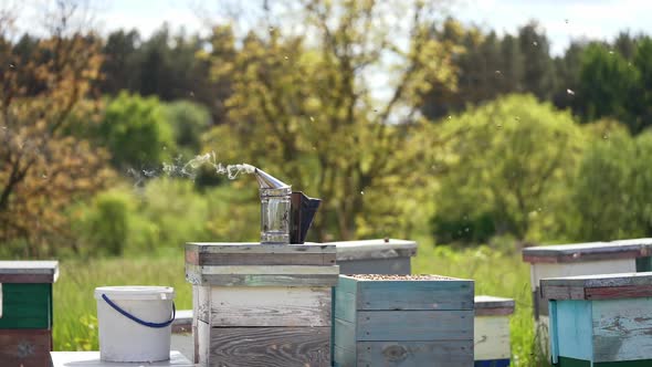 Bee apiary with group of hives is located on nature